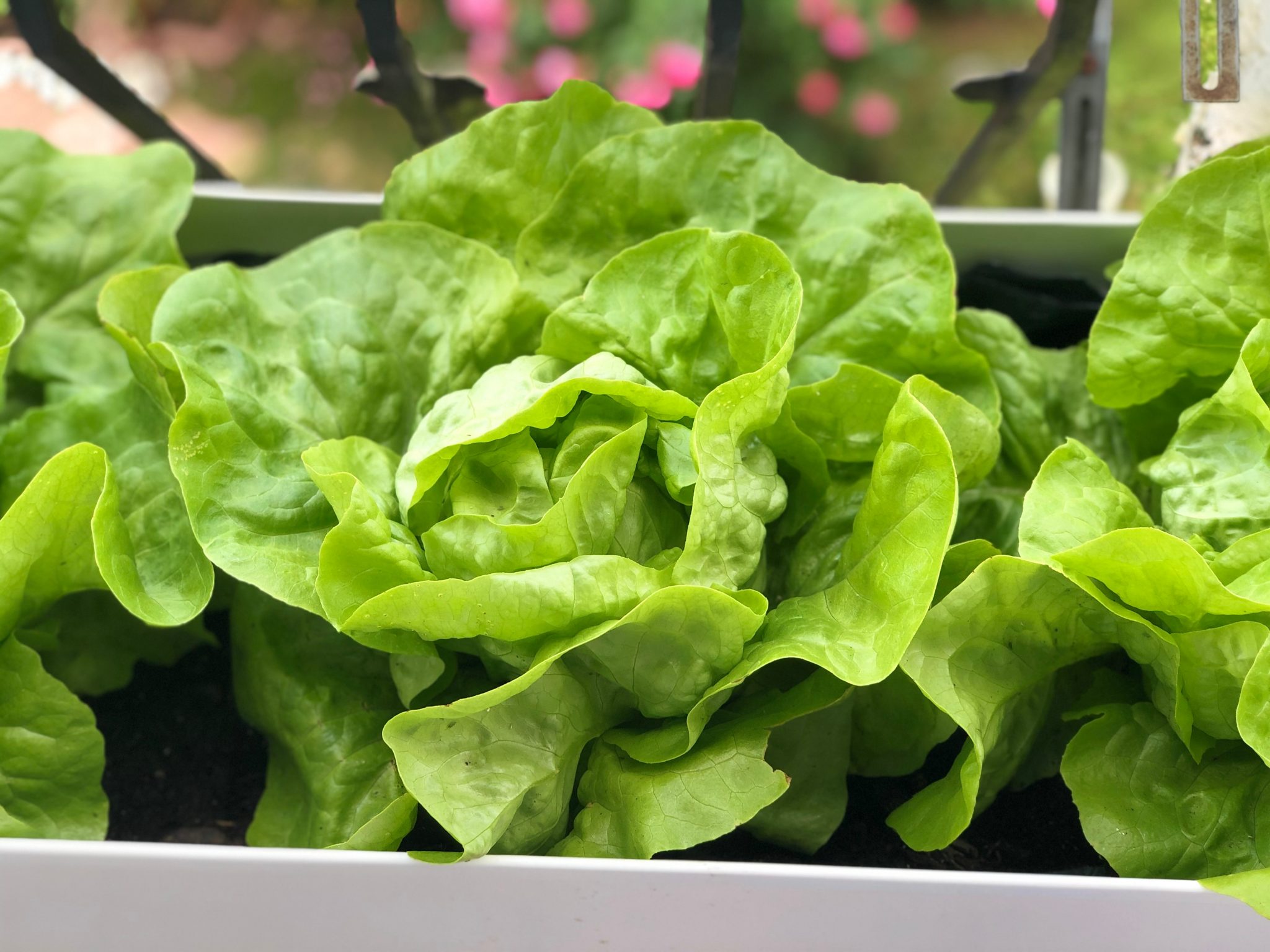 garden-to-table-series-ep-2-butter-head-lettuce-and-secret-dressing